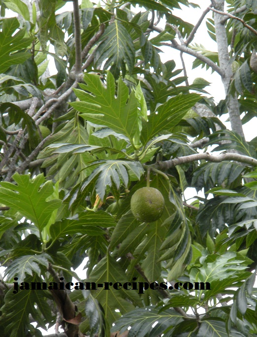 Breadfruit| the wheat flour alternative